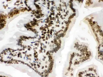 Anti-Lamin B1 antibody used in IHC (Paraffin sections) (IHC-P). GTX03695