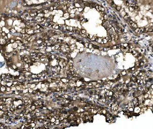 Anti-Claudin 3 antibody used in IHC (Paraffin sections) (IHC-P). GTX03712