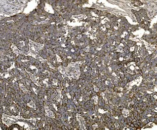 Anti-Claudin 3 antibody used in IHC (Paraffin sections) (IHC-P). GTX03712