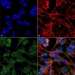 Anti-KCC2 antibody [S1-12] used in Immunocytochemistry/ Immunofluorescence (ICC/IF). GTX03805