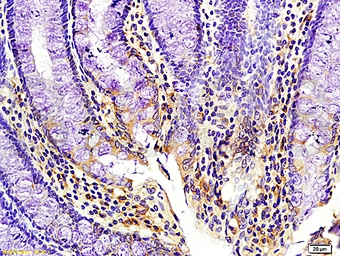 Anti-Kiss1 antibody used in IHC (Paraffin sections) (IHC-P). GTX04074