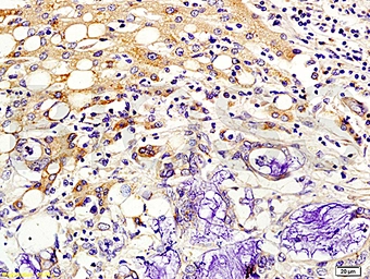 Anti-Kiss1 antibody used in IHC (Paraffin sections) (IHC-P). GTX04074