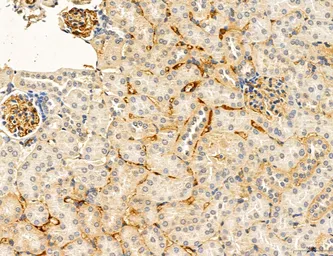 Anti-CCR2 antibody used in IHC (Paraffin sections) (IHC-P). GTX04115