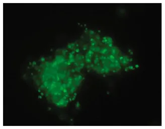 Goat Anti-Mouse IgM (Mu chain) antibody, pre-adsorbed (FITC). GTX04192-06