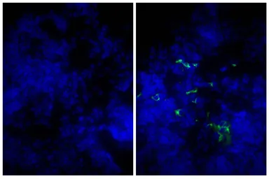 Goat Anti-Mouse IgM (Mu chain) antibody, pre-adsorbed (FITC). GTX04192-06