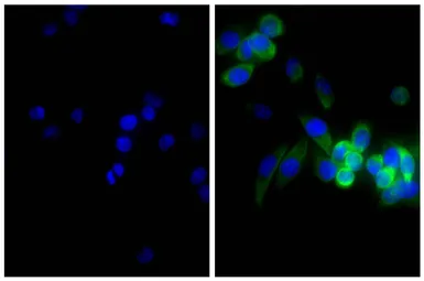 Goat Anti-Mouse kappa light chain antibody, pre-adsorbed (Biotin). GTX04201-02