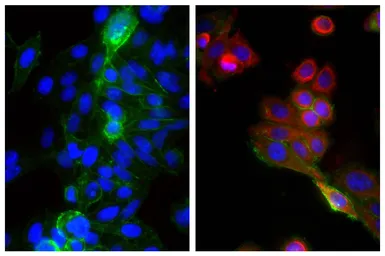 Goat Anti-Mouse IgG2b (Heavy chain) antibody, pre-adsorbed (TRITC). GTX04214-25