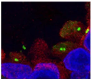 Goat Anti-Mouse IgG2b (Heavy chain) antibody, pre-adsorbed (TRITC). GTX04214-25