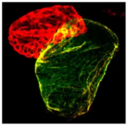 Goat Anti-Mouse IgG2b (Heavy chain) antibody, pre-adsorbed (TRITC). GTX04214-25