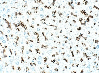 Anti-SLC31A1 / CTR1 antibody used in IHC (Paraffin sections) (IHC-P). GTX04251