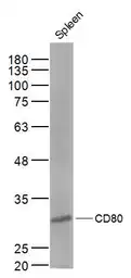 Anti-CD80 antibody used in Western Blot (WB). GTX04259