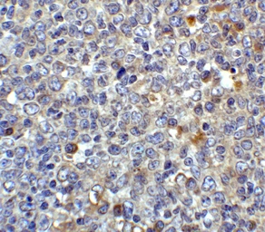 Anti-CD80 antibody used in IHC (Paraffin sections) (IHC-P). GTX04260