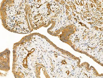 Anti-TRP2 antibody used in IHC (Paraffin sections) (IHC-P). GTX04261