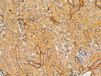 Anti-TRP2 antibody used in IHC (Paraffin sections) (IHC-P). GTX04261