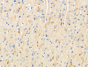 Anti-TRP2 antibody used in IHC (Paraffin sections) (IHC-P). GTX04261