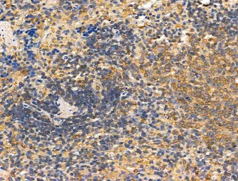 Anti-TRP2 antibody used in IHC (Paraffin sections) (IHC-P). GTX04261