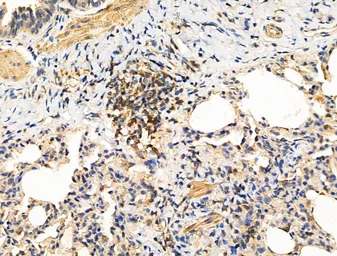 Anti-TRP2 antibody used in IHC (Paraffin sections) (IHC-P). GTX04261