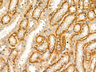 Anti-TRP2 antibody used in IHC (Paraffin sections) (IHC-P). GTX04261