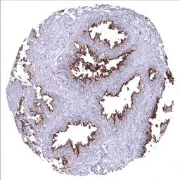 Anti-TMEM16A antibody [MSVA-201M] HistoMAX&trade; used in IHC (Paraffin sections) (IHC-P). GTX04369