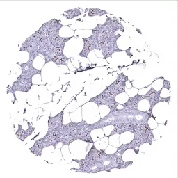 Anti-TMEM16A antibody [MSVA-201M] HistoMAX&trade; used in IHC (Paraffin sections) (IHC-P). GTX04369