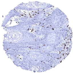 Anti-CD3 epsilon antibody [MSVA-003R] HistoMAX&trade; used in IHC (Paraffin sections) (IHC-P). GTX04389