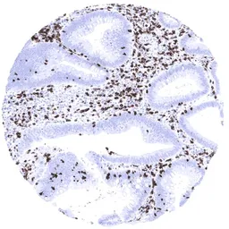 Anti-CD7 antibody [MSVA-007R] HistoMAX&trade; used in IHC (Paraffin sections) (IHC-P). GTX04390