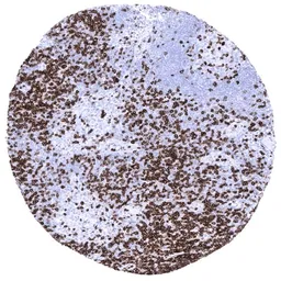 Anti-CD7 antibody [MSVA-007R] HistoMAX&trade; used in IHC (Paraffin sections) (IHC-P). GTX04390