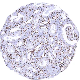 Anti-Histone H3 antibody [MSVA-903M] HistoMAX&trade; used in IHC (Paraffin sections) (IHC-P). GTX04421