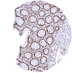 Anti-Histone H3 antibody [MSVA-903M] HistoMAX&trade; used in IHC (Paraffin sections) (IHC-P). GTX04421