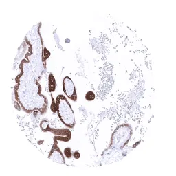 Anti-PAPP A antibody [MSVA-780M] HistoMAX&trade; used in IHC (Paraffin sections) (IHC-P). GTX04437