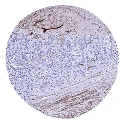 Anti-Calbindin antibody [MSVA-471M] HistoMAX&trade; used in IHC (Paraffin sections) (IHC-P). GTX04454