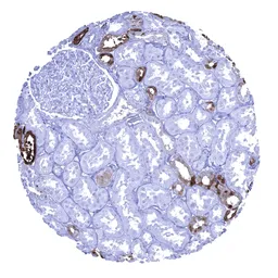 Anti-Calbindin antibody [MSVA-471M] HistoMAX&trade; used in IHC (Paraffin sections) (IHC-P). GTX04454