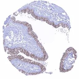 Anti-Occludin antibody [MSVA-415M] HistoMAX&trade; used in IHC (Paraffin sections) (IHC-P). GTX04461