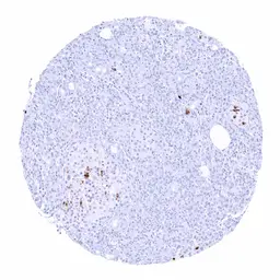 Anti-Somatostatin antibody [MSVA-638R] HistoMAX&trade; used in IHC (Paraffin sections) (IHC-P). GTX04473