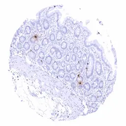 Anti-Somatostatin antibody [MSVA-638R] HistoMAX&trade; used in IHC (Paraffin sections) (IHC-P). GTX04473