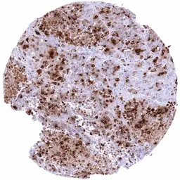 Anti-Somatostatin antibody [MSVA-638R] HistoMAX&trade; used in IHC (Paraffin sections) (IHC-P). GTX04473