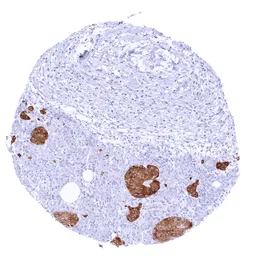 Anti-GAD65 antibody [MSVA-602M] HistoMAX&trade; used in IHC (Paraffin sections) (IHC-P). GTX04477