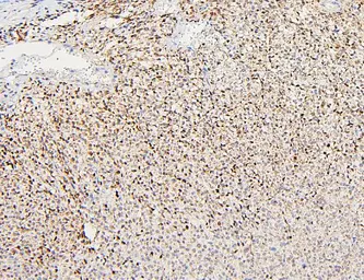 Anti-Polycystin 2 antibody used in IHC (Paraffin sections) (IHC-P). GTX04499