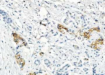 Anti-Klotho antibody used in IHC (Paraffin sections) (IHC-P). GTX04566