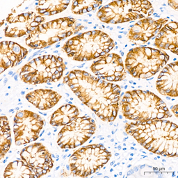 Anti-Claudin 18.2 antibody [ARC5062-02] used in IHC (Paraffin sections) (IHC-P). GTX04575