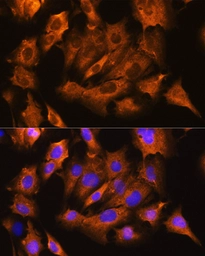 Anti-Sodium/Potassium ATPase beta 1 antibody used in Immunocytochemistry/ Immunofluorescence (ICC/IF). GTX04754