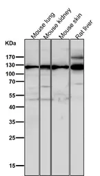 Anti-Integrin alpha 6 antibody [DHG-9] used in Western Blot (WB). GTX04931