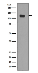 Anti-Integrin alpha 6 antibody [DHG-9] used in Western Blot (WB). GTX04931