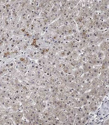 Anti-SPNS2 antibody, N-term used in IHC (Paraffin sections) (IHC-P). GTX04943