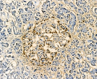 Anti-Glucagon antibody used in IHC (Paraffin sections) (IHC-P). GTX04945