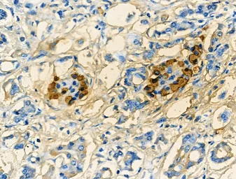 Anti-Glucagon antibody used in IHC (Paraffin sections) (IHC-P). GTX04945