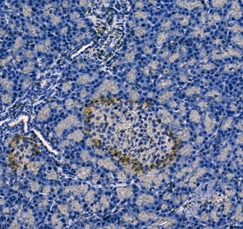 Anti-Glucagon antibody used in IHC (Paraffin sections) (IHC-P). GTX04945