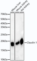 Anti-Claudin 1 antibody [ARC54475] used in Western Blot (WB). GTX04993