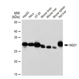 Anti-NQO1 antibody [GT1171] used in Western Blot (WB). GTX09504