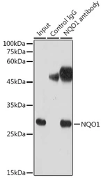 Anti-NQO1 antibody [GT1171] used in Immunoprecipitation (IP). GTX09504